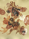 Blockprint and monoprint